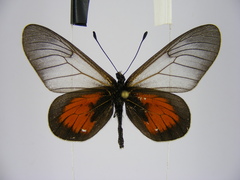 Acraea cinerea