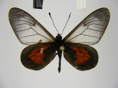 Acraea cinerea