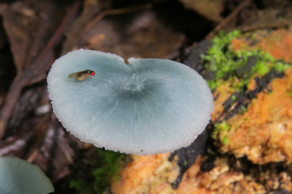 Clitocybula azurea · December 2023 · photo: © jonathan_ehlert (iNaturalist, cc-by-nc)