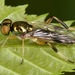 Actina - Photo (c) skitterbug, algunos derechos reservados (CC BY), subido por skitterbug