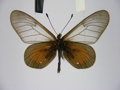 Acraea cinerea