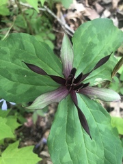 Trillium stamineum
