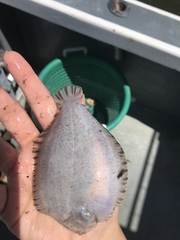 Trinectes maculatus