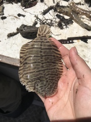 Trinectes maculatus