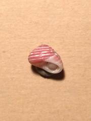 Homalopoma sanguineum