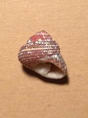 Clanculus corallinus