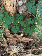 Momordica charantia image