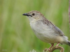 Cisticola natalensis