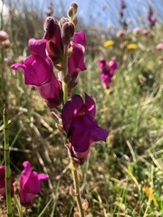 Antirrhinum majus