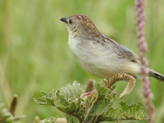 Cisticola natalensis