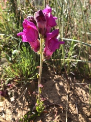 Antirrhinum majus