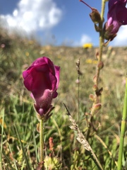 Antirrhinum majus
