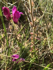 Antirrhinum majus