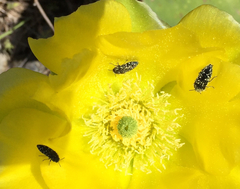 Acmaeodera ornatoides