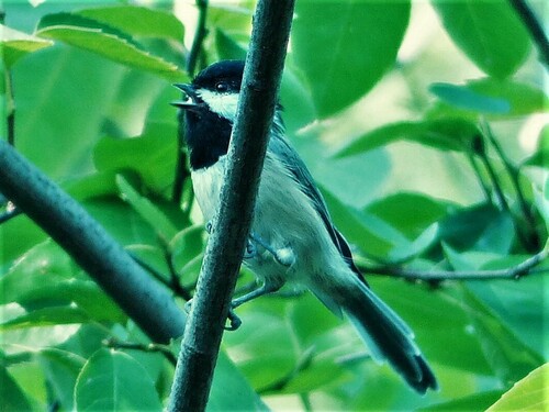 Carolina Chickadee photographed in Missouri
