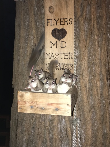 Southern Flying Squirrel photographed in Florida