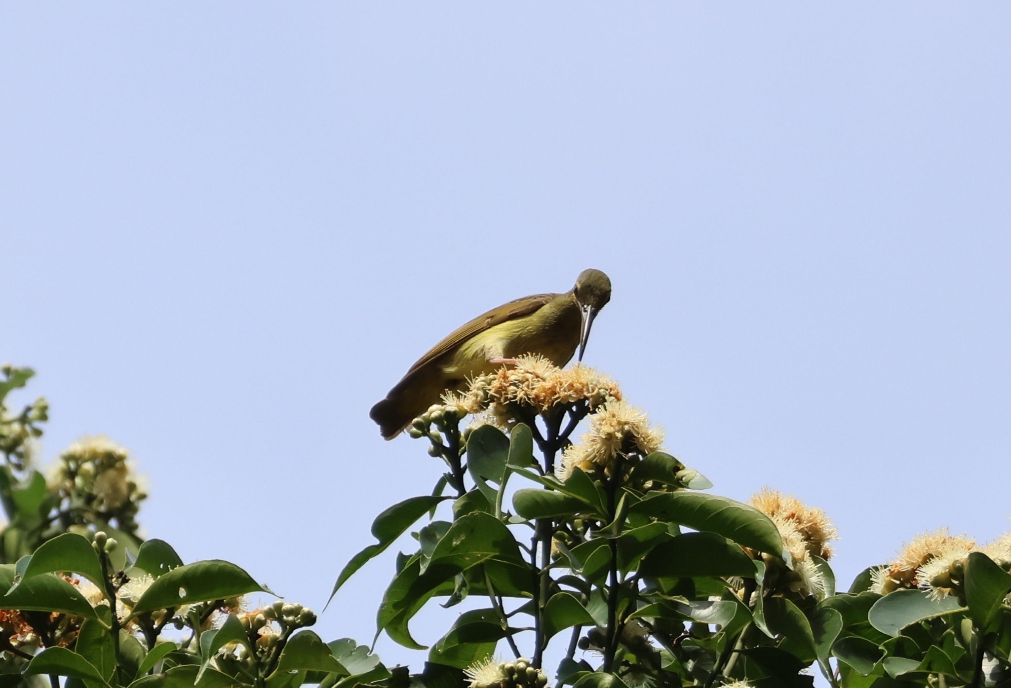 Yellow-eared Spiderhunter (Arachnothera chrysogenys), photo 3