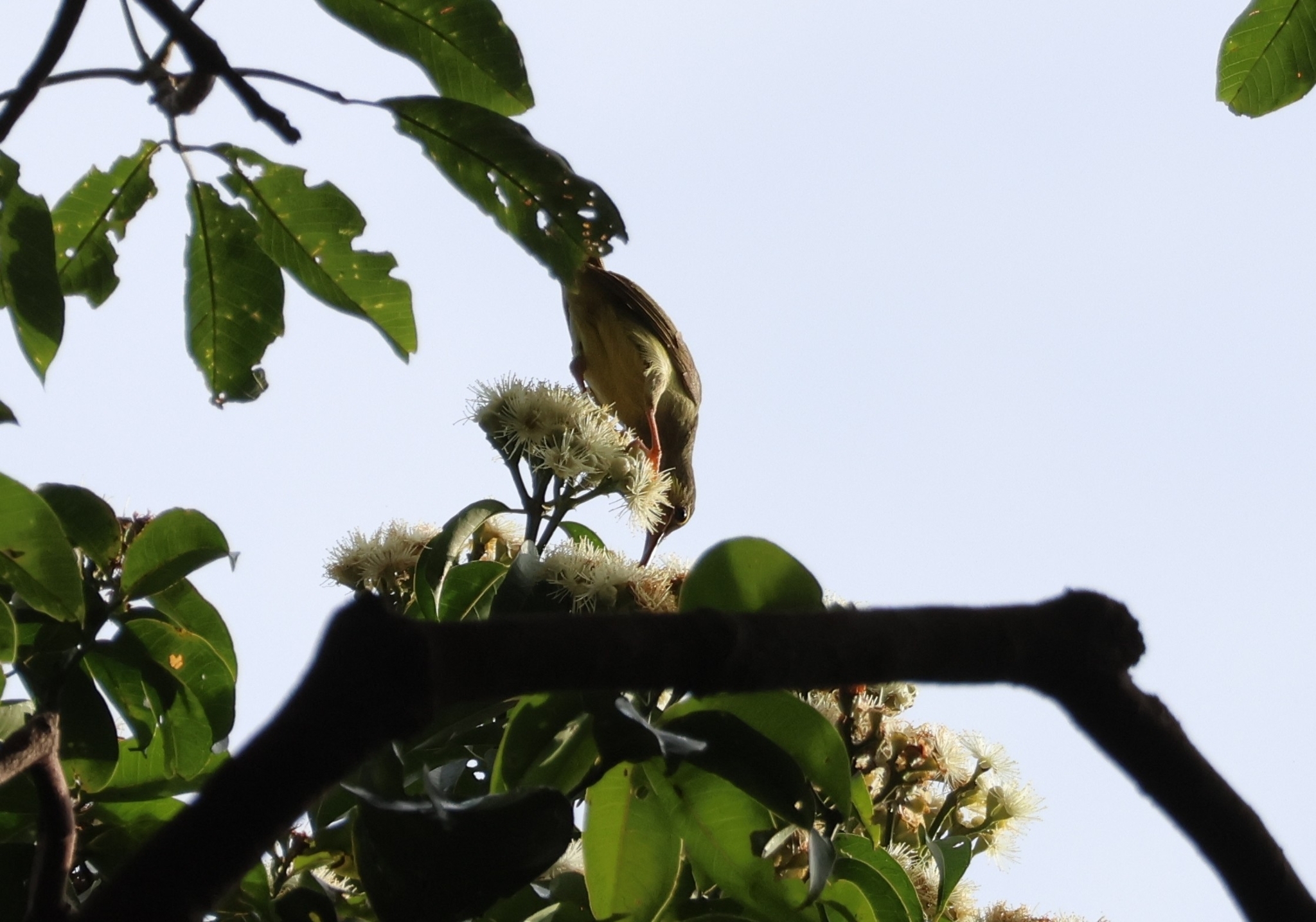 Yellow-eared Spiderhunter (Arachnothera chrysogenys), photo 4