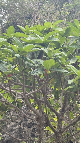 Ficus habrophylla