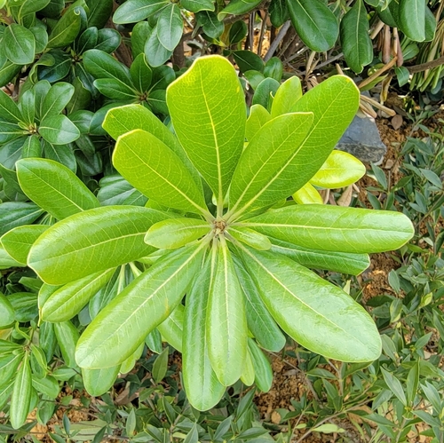 Japanese cheesewood