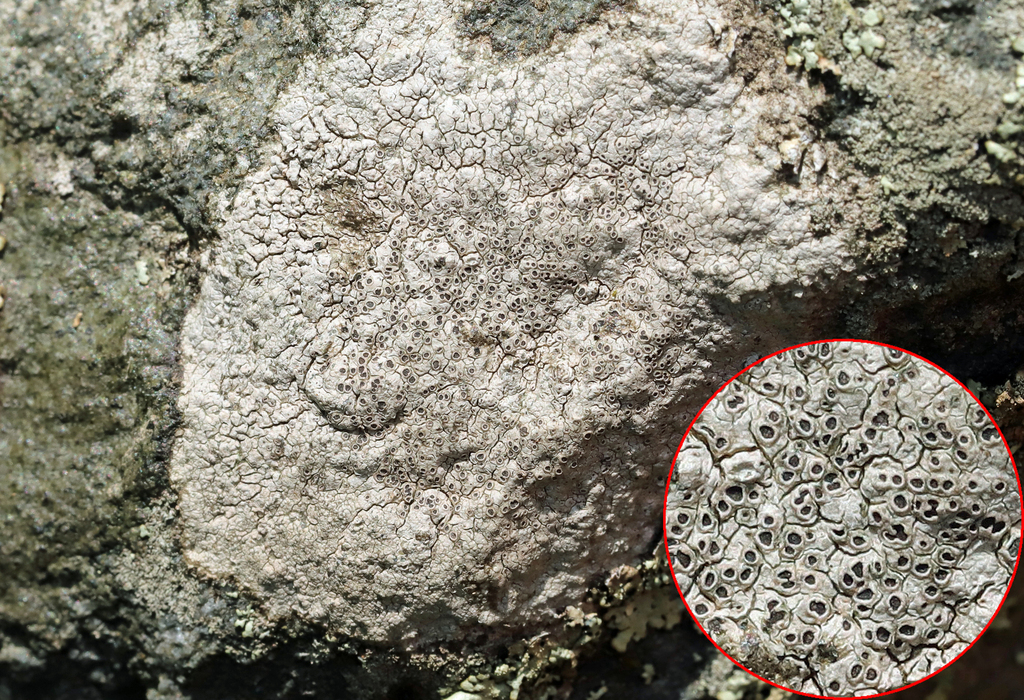 Smooth Sunken Disc Lichen