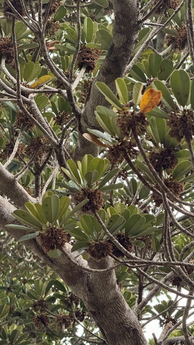 Abebaia dissecta (Abebaia dissecta)