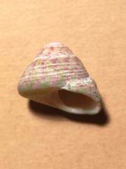 Steromphala divaricata