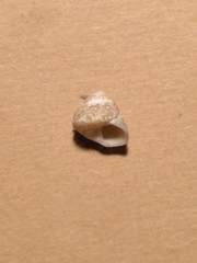 Steromphala racketti