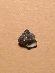 Steromphala adansonii