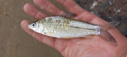Shortfin toothless characin (Steindachnerina brevipinna) — Curimatidae — 3