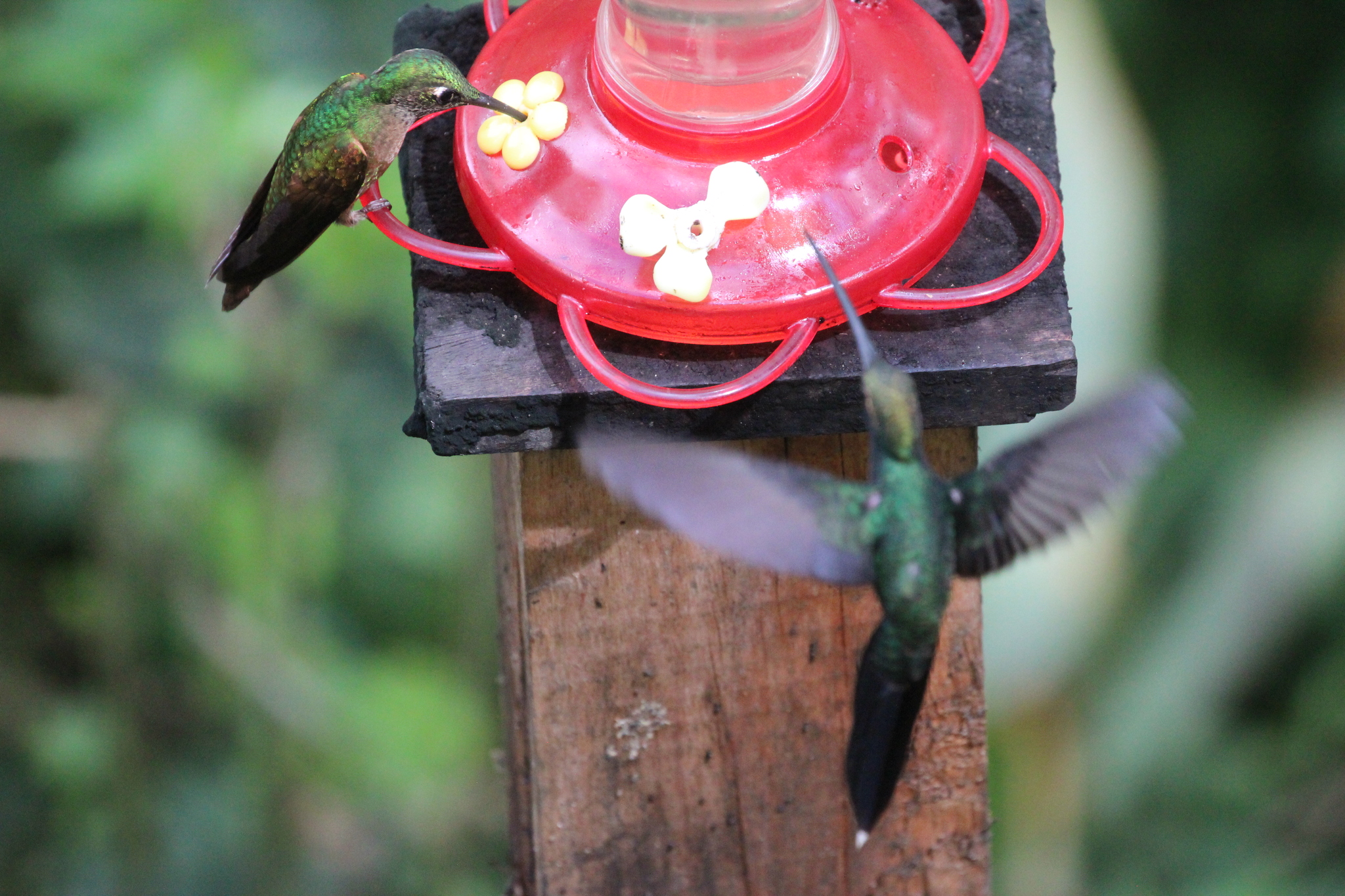 White-whiskered Hermit (Phaethornis yaruqui), photo 10