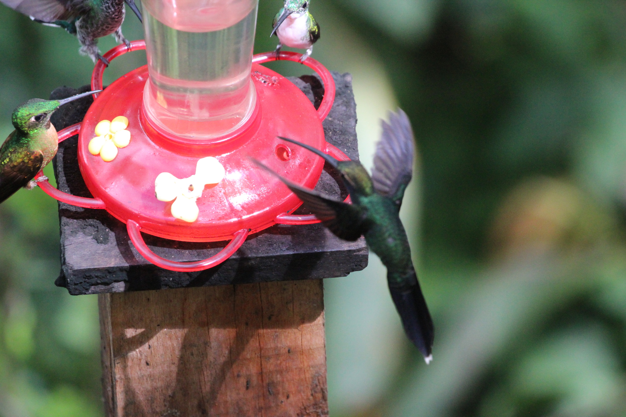 White-whiskered Hermit (Phaethornis yaruqui), photo 9