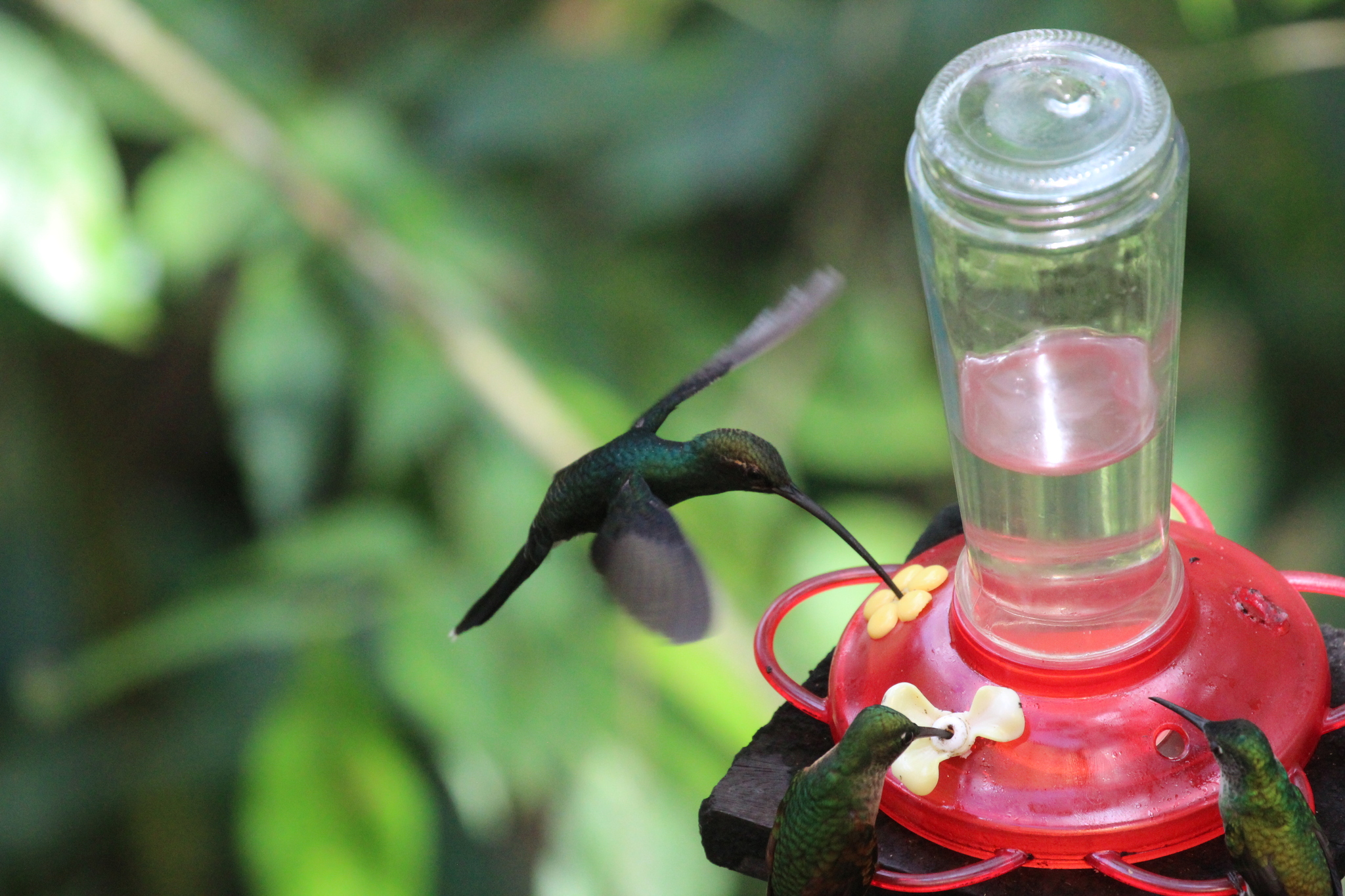White-whiskered Hermit (Phaethornis yaruqui), photo 7
