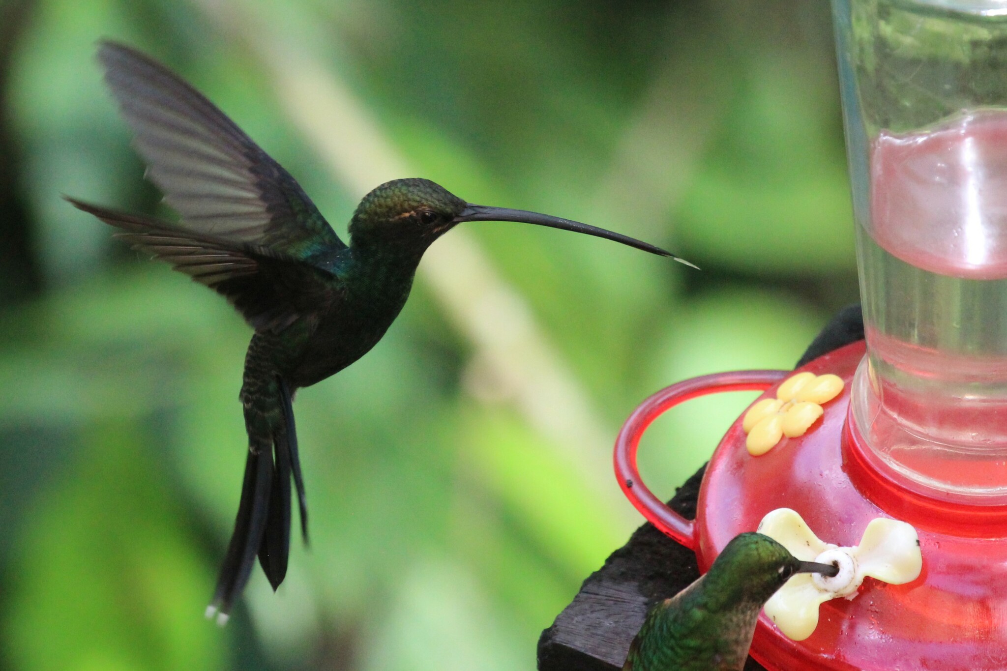 White-whiskered Hermit (Phaethornis yaruqui), photo 4
