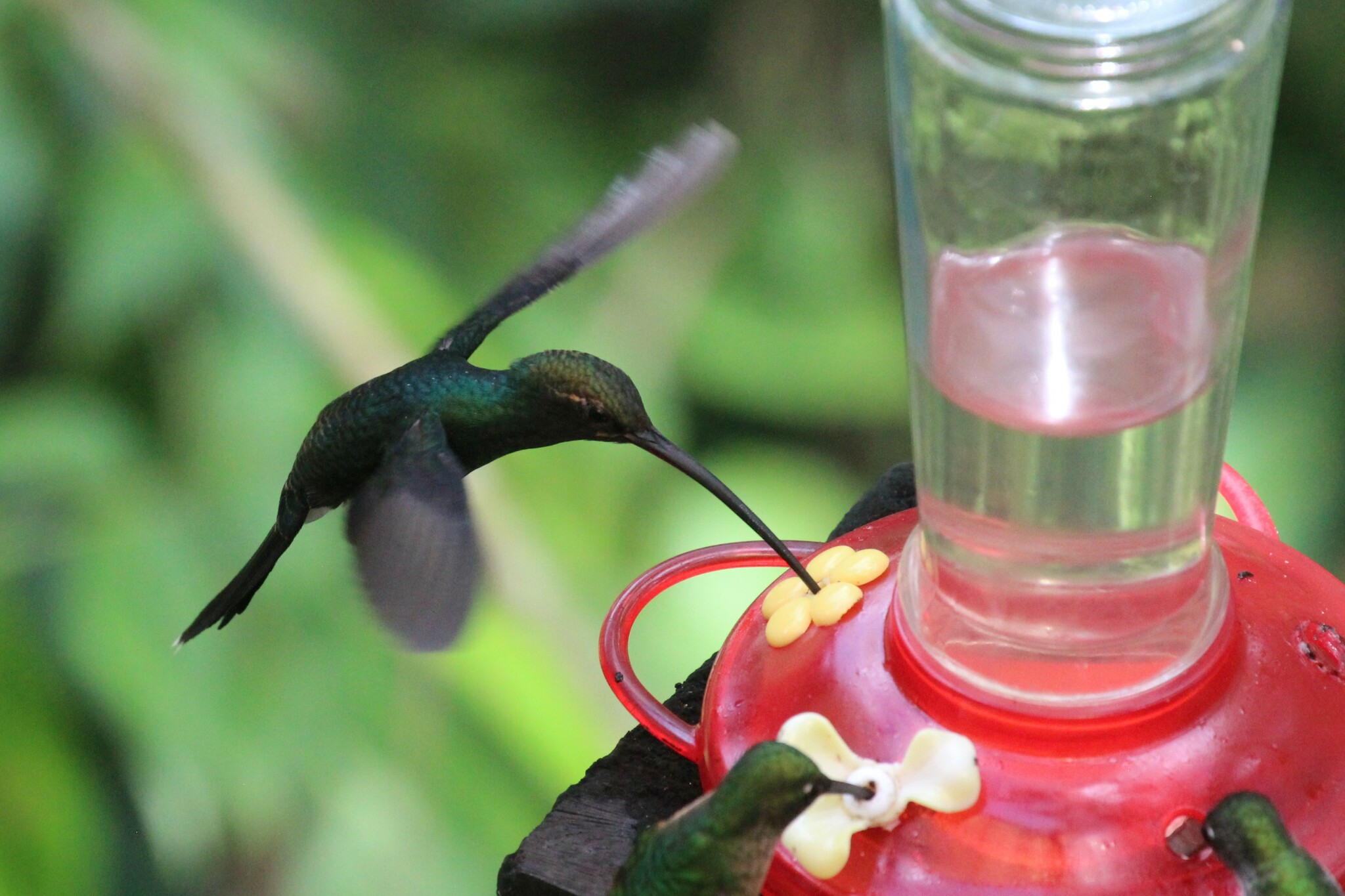 White-whiskered Hermit (Phaethornis yaruqui), photo 5
