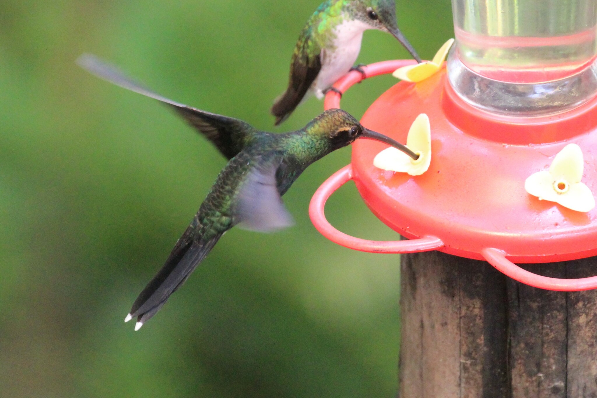 White-whiskered Hermit (Phaethornis yaruqui), photo 6