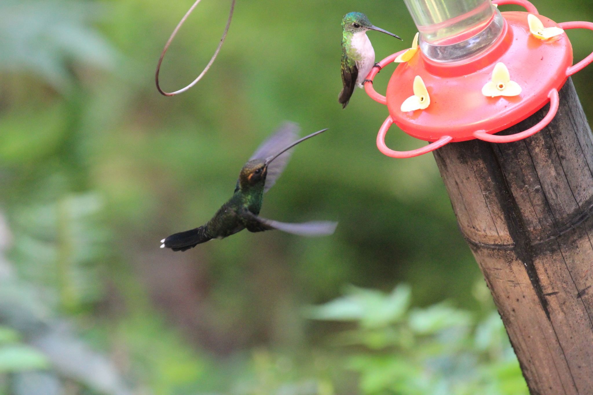 White-whiskered Hermit (Phaethornis yaruqui), photo 8