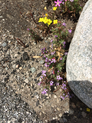 Polemoniaceae