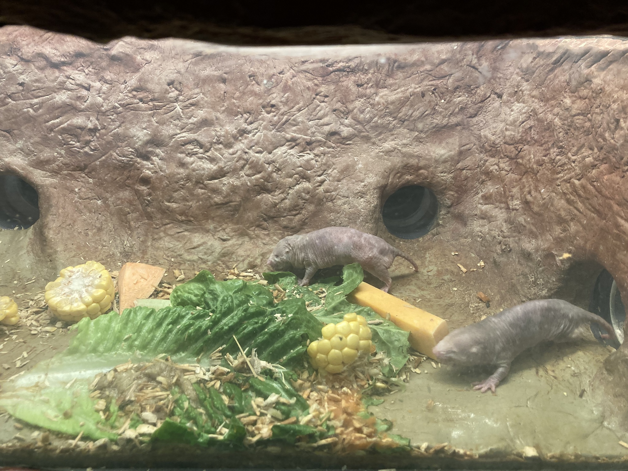 desert mole rat, naked mole-rat, sand puppy