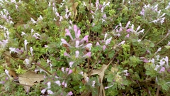 Lamium amplexicaule