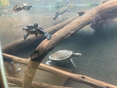 Australian Big-Headed Side-Necked Turtle photo 3