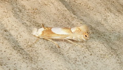 Phyllonorycter fitchella