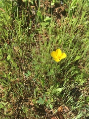 Eschscholzia lobbii