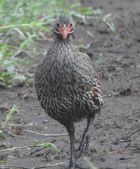 Pternistis rufopictus