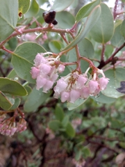 Arctostaphylos viscida
