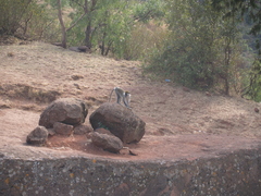 Chlorocebus aethiops