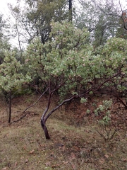Arctostaphylos viscida