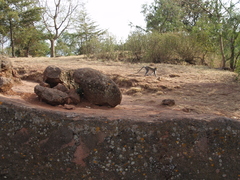 Chlorocebus aethiops