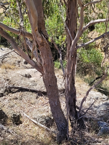 Image of Eucalyptus viminalis by (c) Eamonn Culhane, some rights reserved (CC BY)