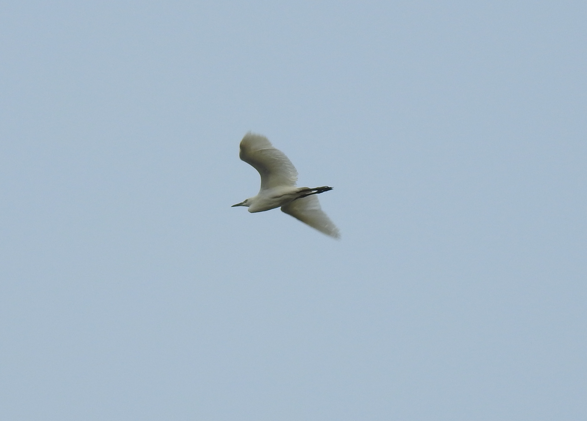 Western Cattle Egret